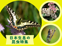 蝶の標本販売 日本の蝶特集
