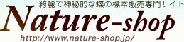 蝶の標本販売専門サイトNature-shop