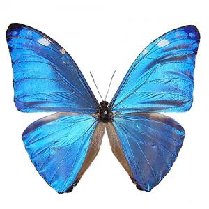 蝶の標本 メネラウスモルフォ Morpho meneraus モルフォチョウ