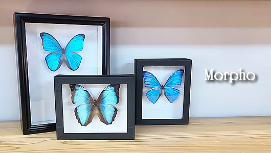 モルフォ蝶特集 , 蝶の標本 販売・通販のNatureShop|モルフォや ...