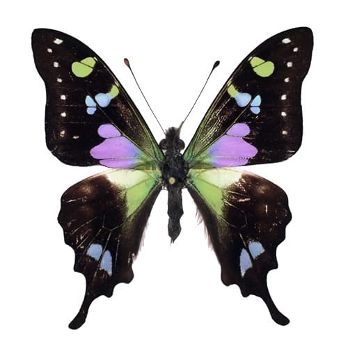 蝶の標本　ルリモンアゲハの世界(1AA)