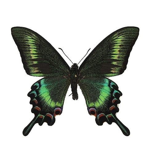 ミヤマカラスアゲハ／メス , 蝶の標本 販売・通販のNatureShop 