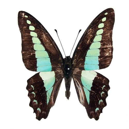オオルリアゲハ , 蝶の標本 販売・通販のNatureShop|モルフォや 