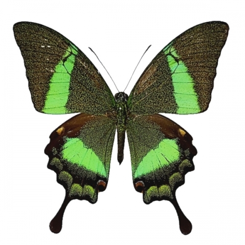 オオクジャクアゲハ , 蝶の標本 販売・通販のNatureShop|モルフォや 