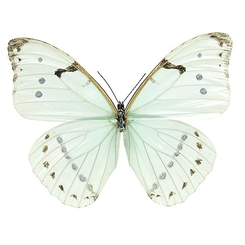 ミズアオモルフォ , 蝶の標本 販売・通販のNatureShop|モルフォや 