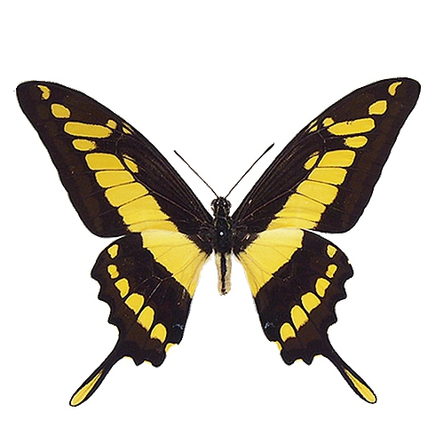 タスキアゲハ , アゲハ蝶科標本 , 蝶の標本 販売・通販のNatureShop 
