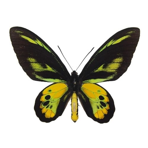 ペット用品現在入手不可のタイ産テングアゲハ♀‼️ 蝶標本　インテリア　コレクション