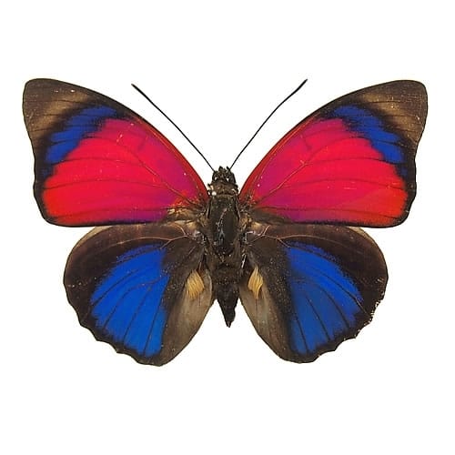 タテハ蝶科標本 , 蝶の標本 販売・通販のNatureShop|モルフォや 