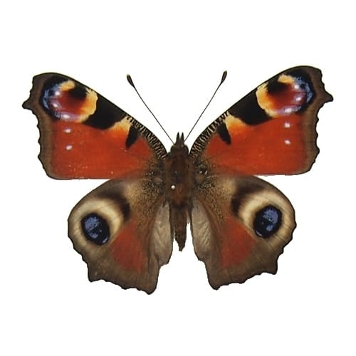 全体表示 , 蝶の標本 販売・通販のNatureShop|モルフォやキプリス 