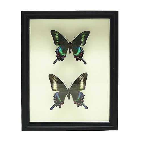 アサギマダラ／ペアセット , 蝶の標本 販売・通販のNatureShop 
