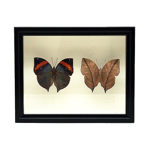 アサギマダラ／ペアセット , 蝶の標本 販売・通販のNatureShop 