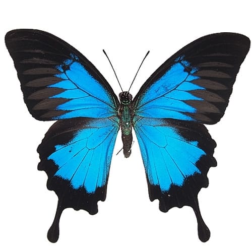 オオルリアゲハ , 蝶の標本 販売・通販のNatureShop|モルフォや 