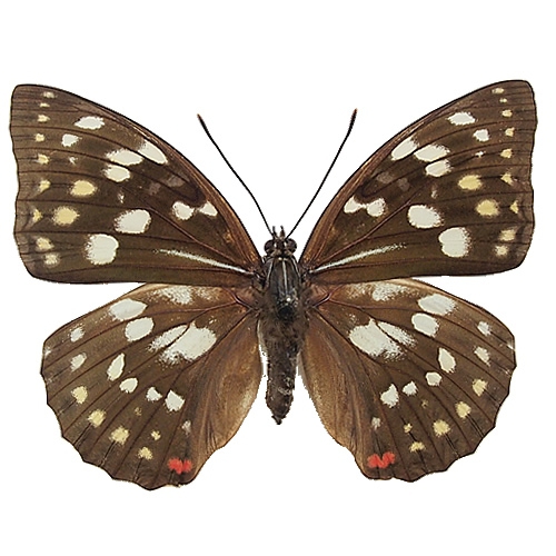 オオムラサキ／メス , タテハ蝶科標本 , 蝶の標本 販売・通販の