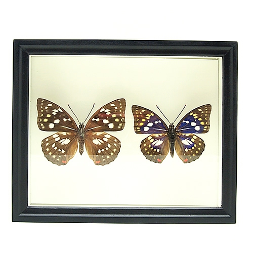 蝶標本　オオムラサキペア+岩手の蝶各種横43cm縦33cm厚6cm