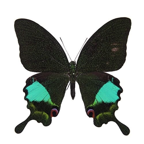 オオルリオビアゲハ , 蝶の標本 販売・通販のNatureShop|モルフォや