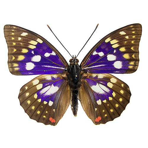 オオムラサキ／オス , 蝶の標本 販売・通販のNatureShop|モルフォや 