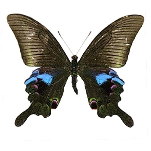 スソビキアゲハ蝶　標本 多種類　アゲハチョウ　21頭