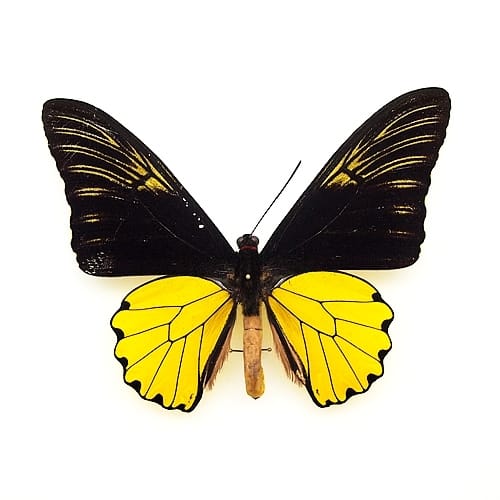 アゲハ蝶科標本 , 蝶の標本 販売・通販のNatureShop|モルフォや