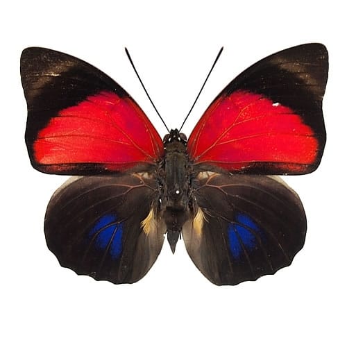 ルーゲンスミイロタテハ , 蝶の標本 販売・通販のNatureShop|モルフォ 