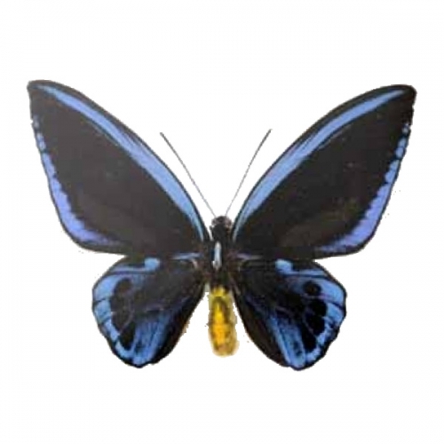 アオメガネアゲハ(アオメガネトリバネアゲハ) , 蝶の標本 販売・通販の 