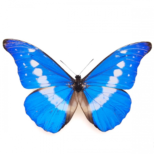 送料無料】ヘレナモルフォ , 蝶の標本 販売・通販のNatureShop 