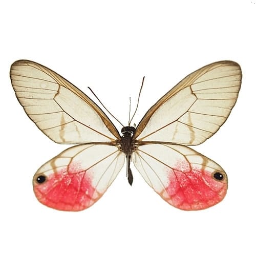 ベニスカシジャノメ , 蝶の標本 販売・通販のNatureShop|モルフォや 