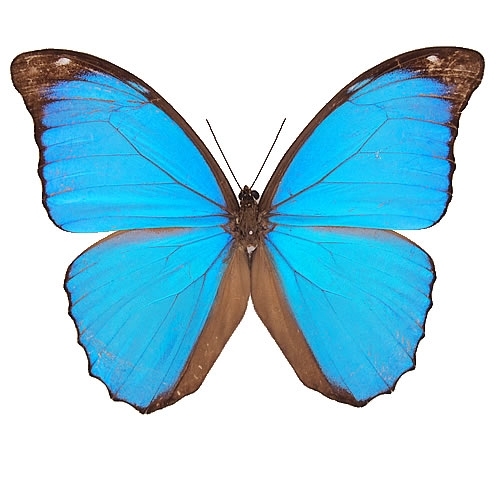 メネラウスモルフォ , タグ「ギフトにおすすめ!」 , 蝶の標本 販売