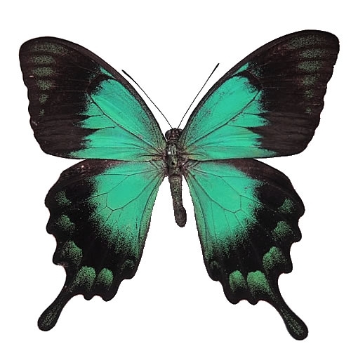ヘリボシアオネアゲハ 蝶の標本 販売 通販のnatureshop モルフォやキプリスモルフォオオル リアゲハ