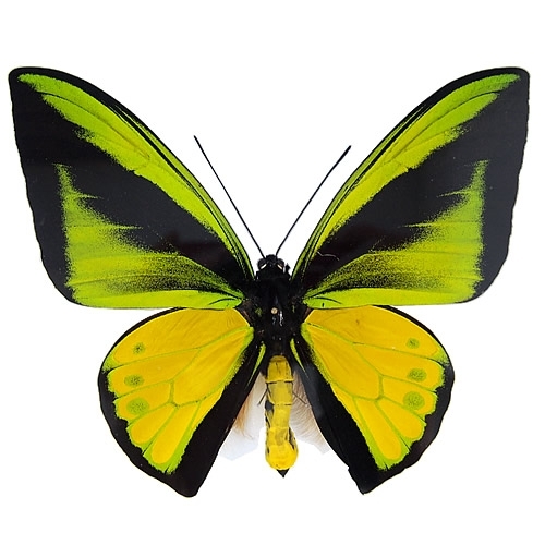 送料無料】ゴライアストリバネアゲハ , 蝶の標本 販売・通販の