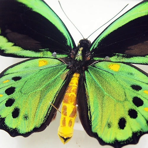 メガネトリバネアゲハ , 蝶の標本 販売・通販のNatureShop|モルフォや ...
