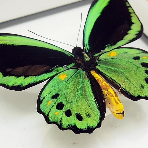 メガネトリバネアゲハ , 蝶の標本 販売・通販のNatureShop|モルフォや ...
