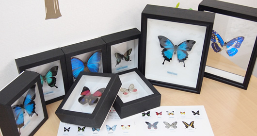 昆虫標本 蝶の標本 販売 通販のnatureshop モルフォやキプリスモルフォオオル リアゲハ